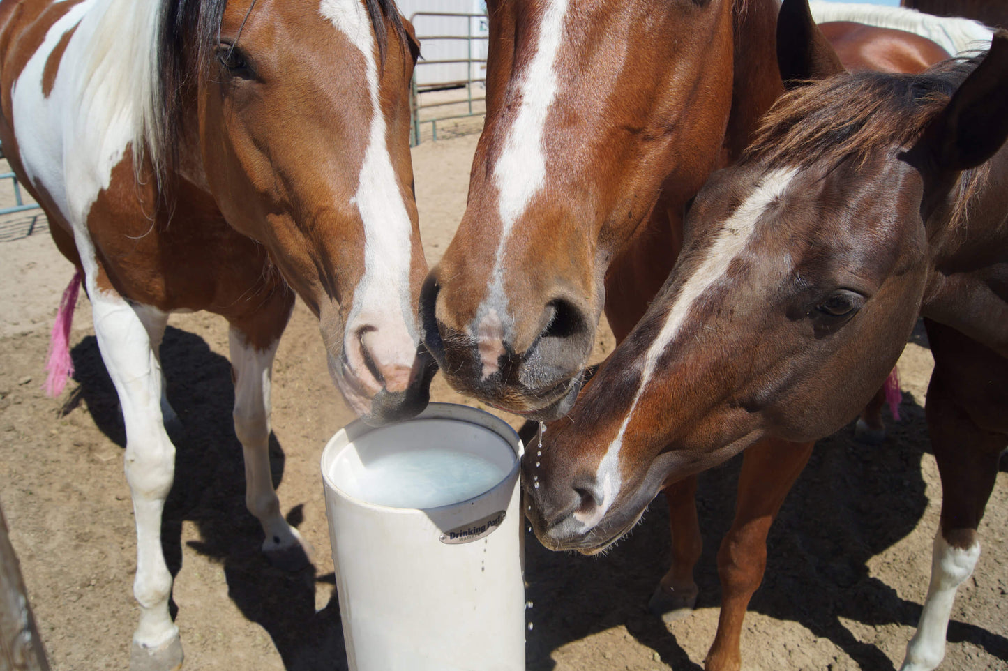 Drinking Post Waterer – Ultimate Watering Post – FREE SHIPPING